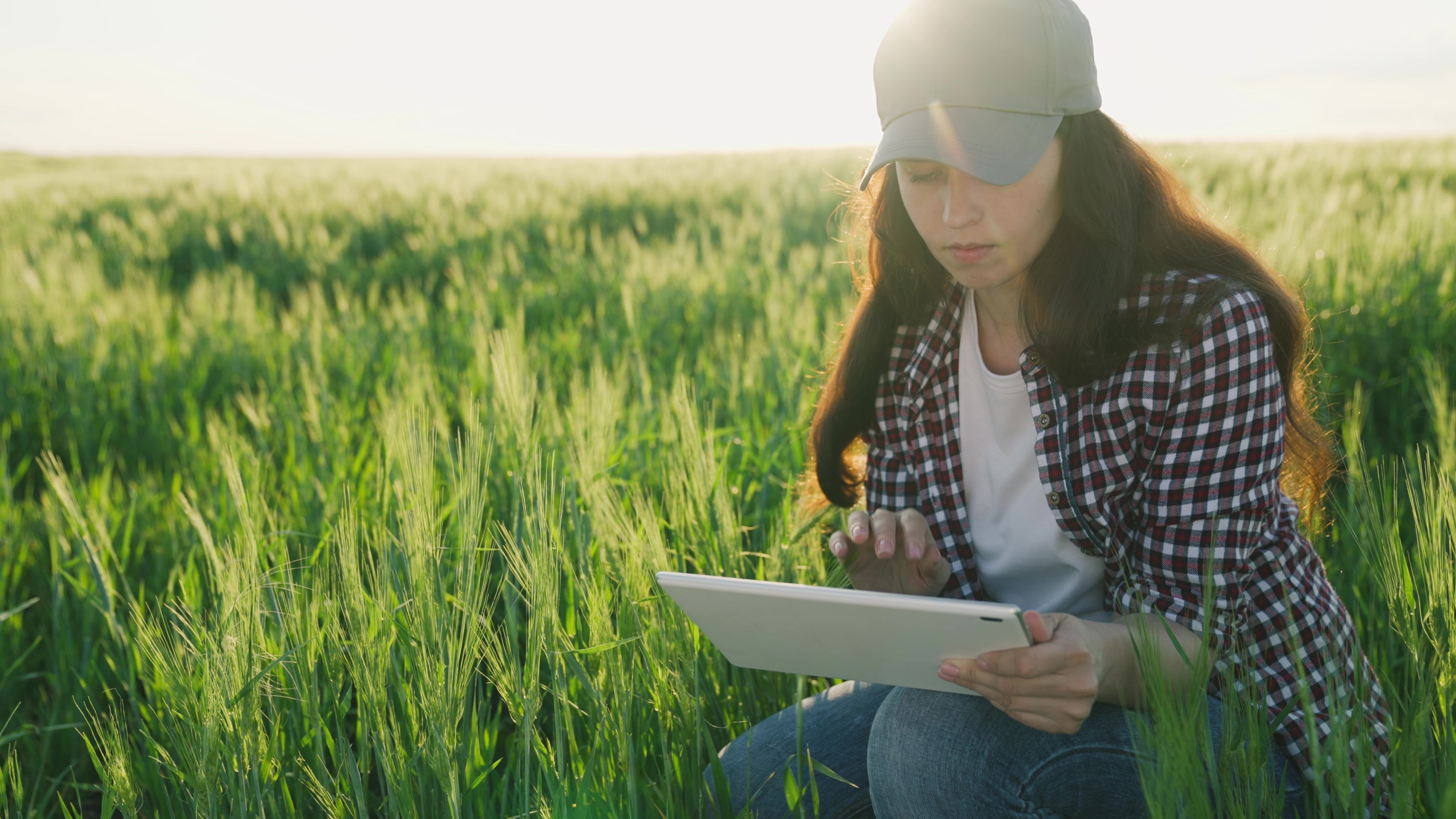 Woman farmer works in tablet at sunset in wheat field, agriculture,  water supply 