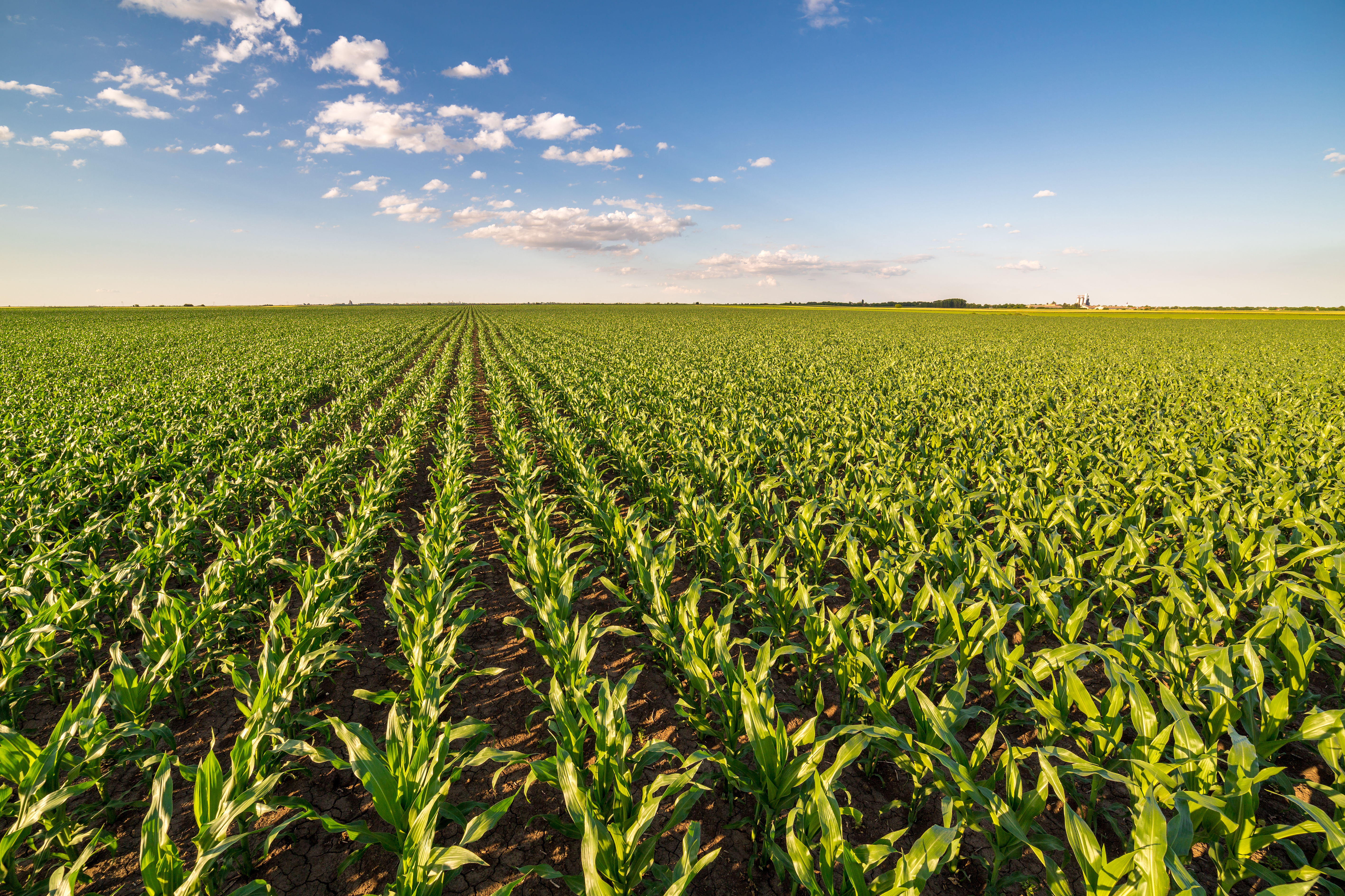 Farm Field with grwing Crop
