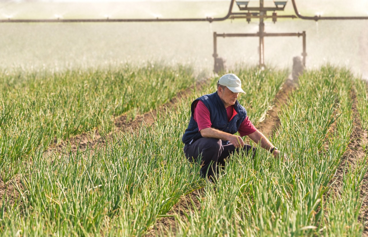 Farmer in the field